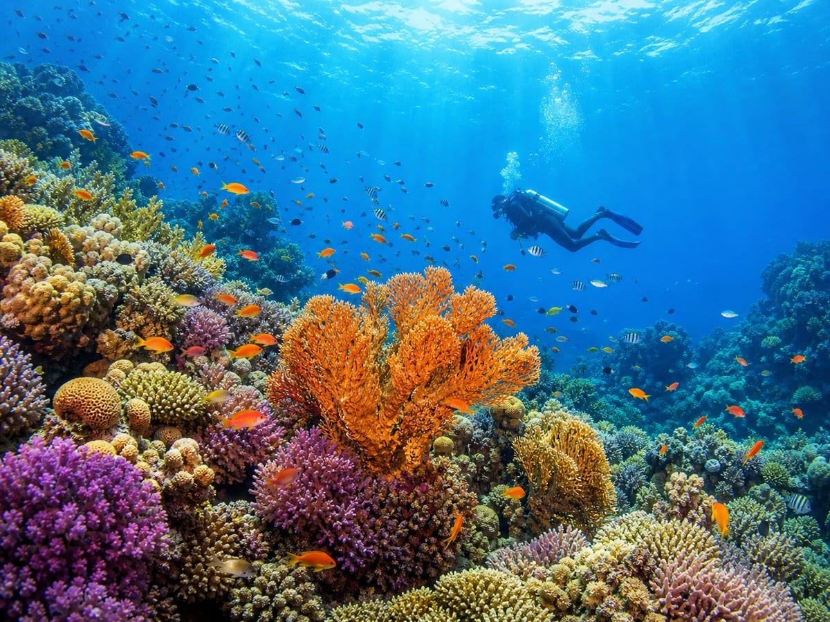 Red Sea Diving & Snorkelling