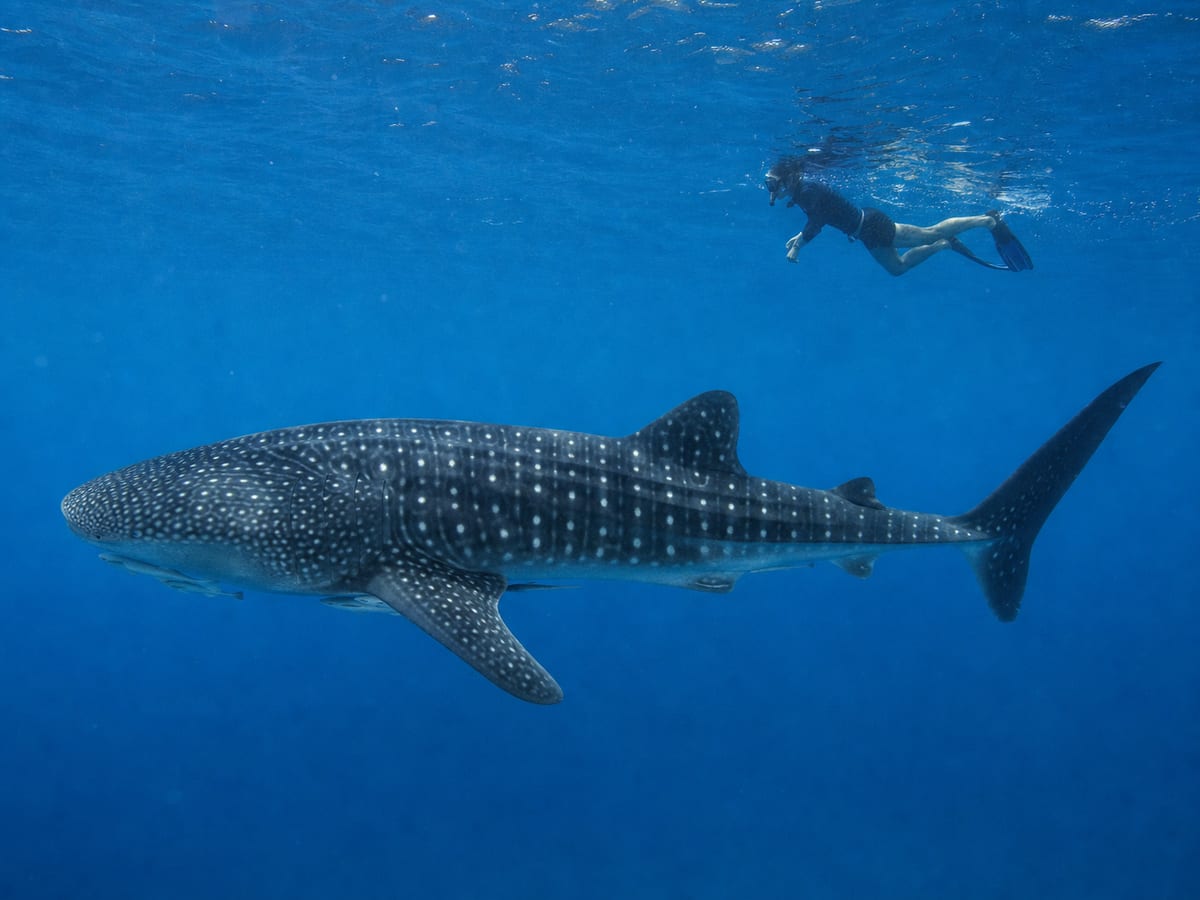 World-Class Diving — Tubbataha & Beyond