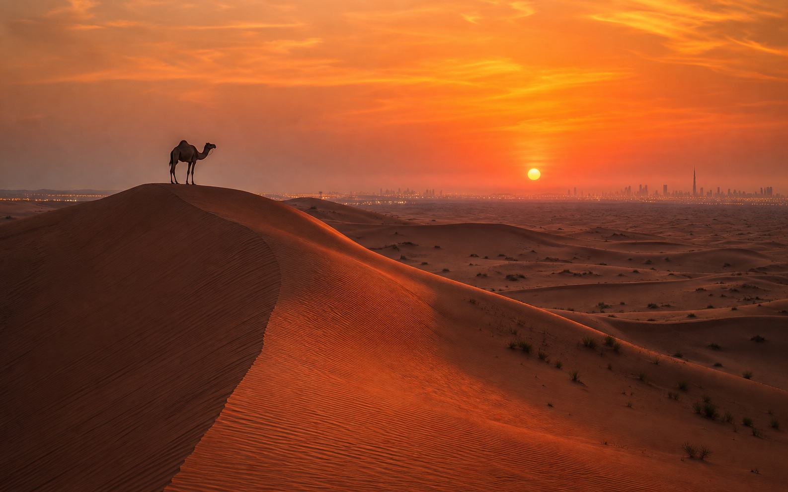 Desert Safari