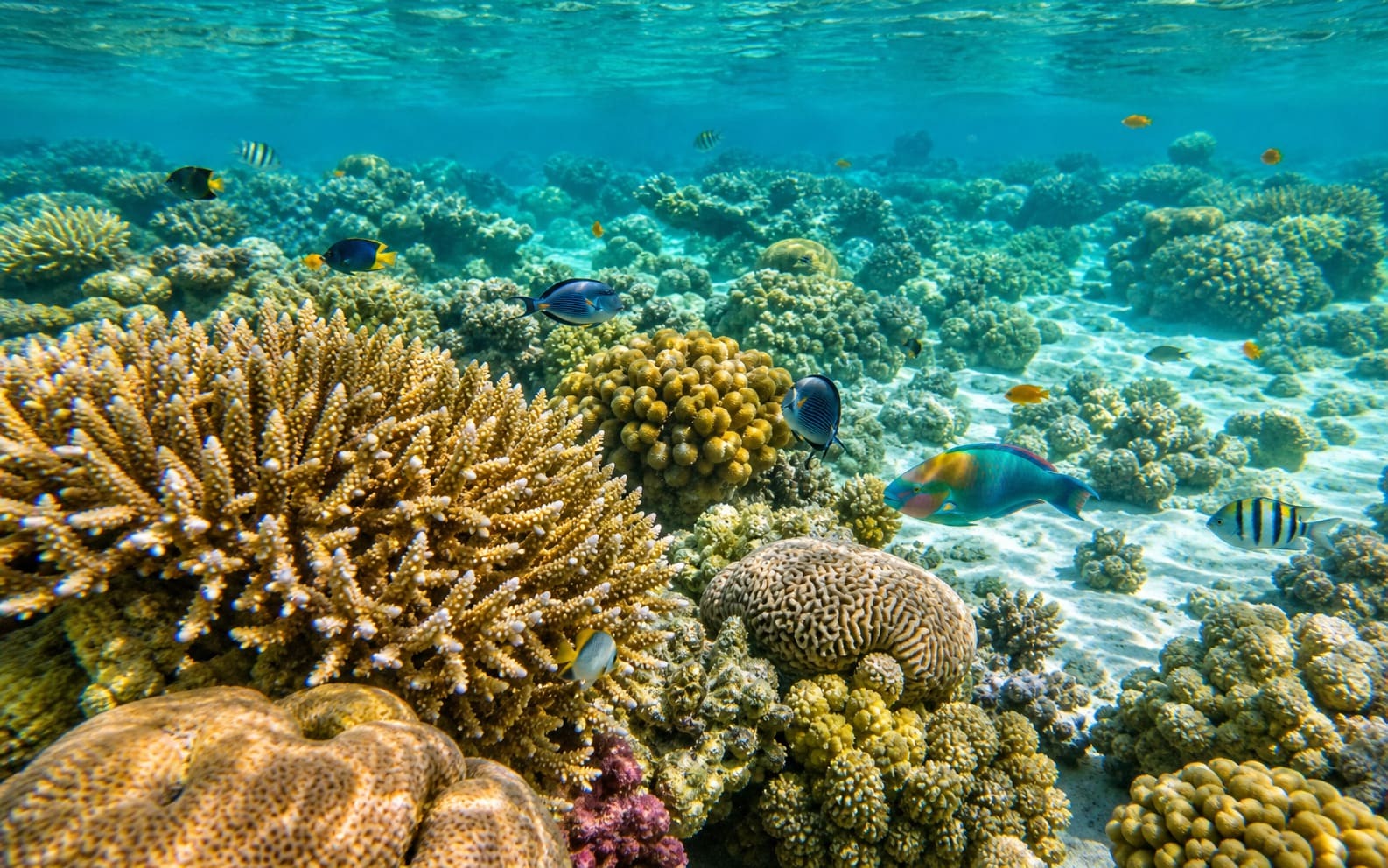 Red Sea Coral Reefs (Scuba & Snorkel)